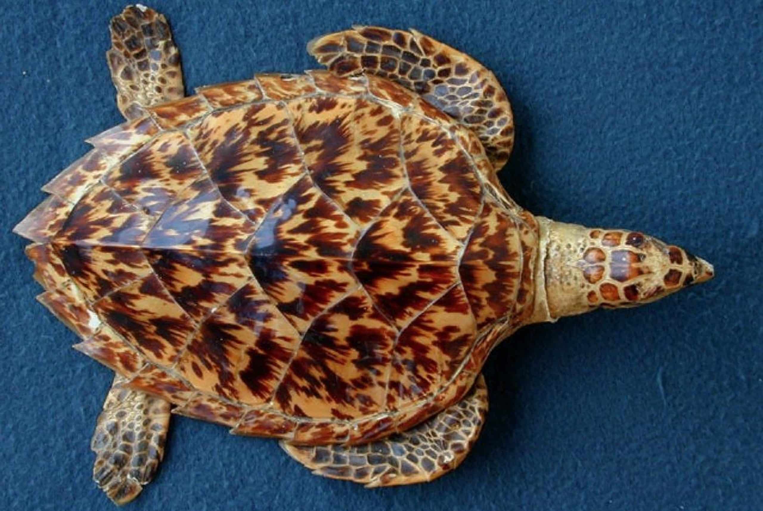 뿔테 안경의 역사, 그 시작과 끝을 알아보기(1)